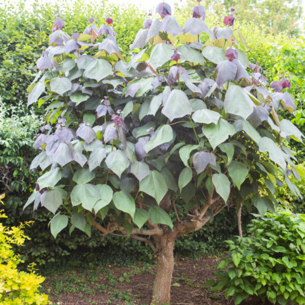 Catalpa Erubescens Purpurea