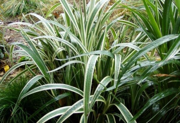 Dianella 'Tasmanica Variegata'