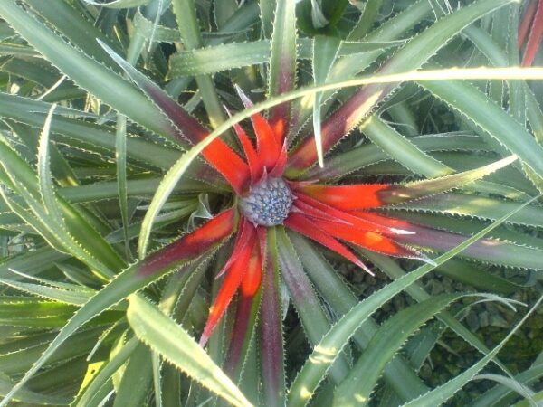 Fascicularia Pittcairniana