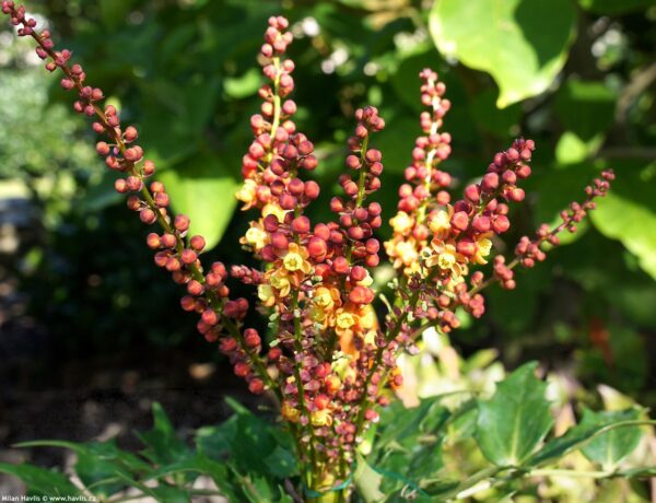 Mahonia Cabaret