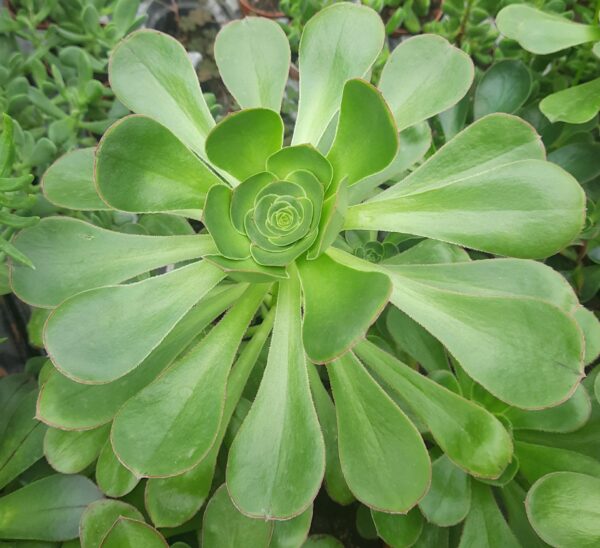 Aeonium Undulatum