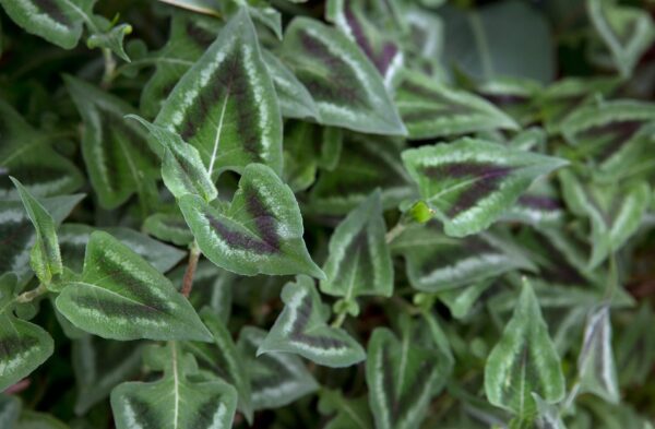 Persicaria Purple Fantasy