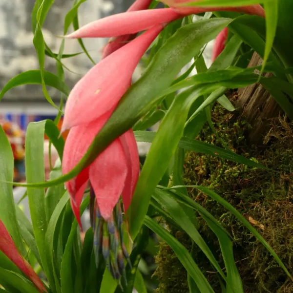 Bilbergia Windii