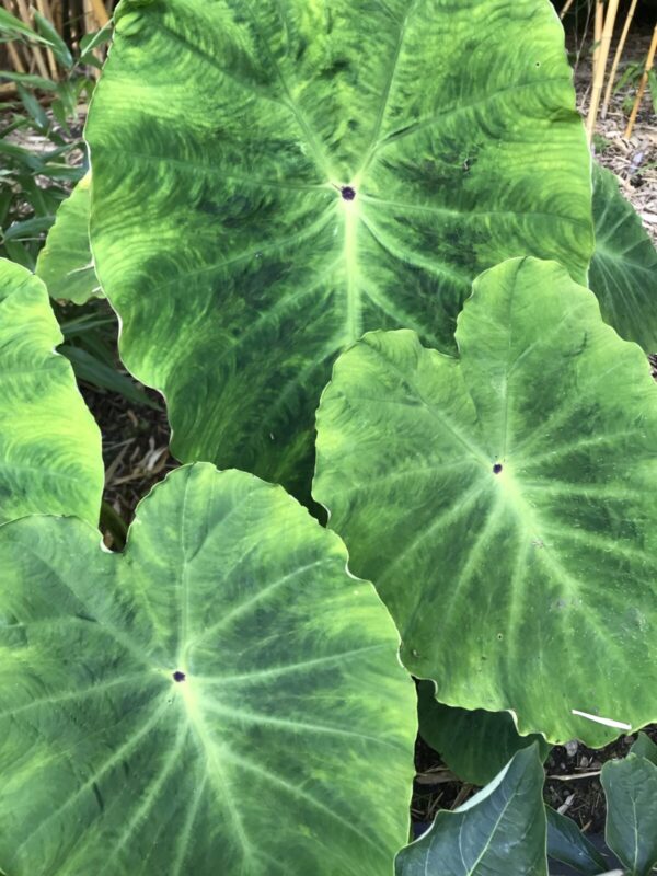 Colocasia Gaoligonensis