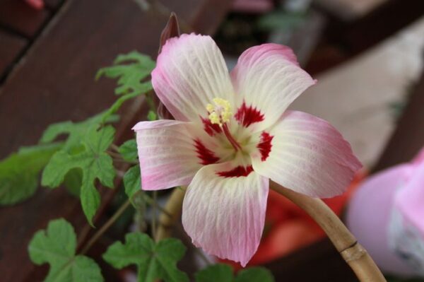 Hibiscus Cameronii Ex Birmingham