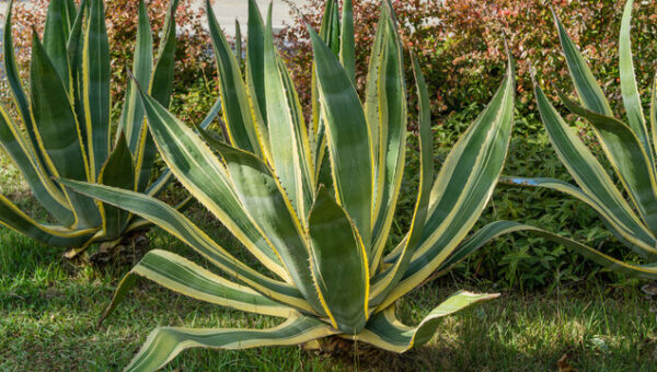 Agave Americana Variegata