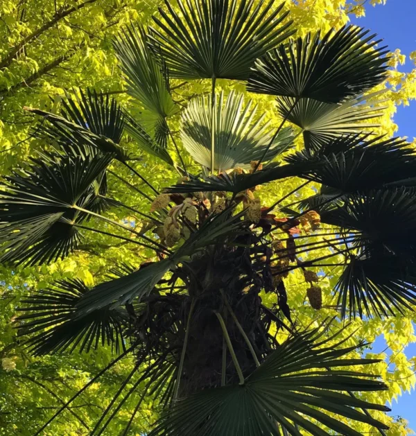 Trachycarpus Wagnerianus