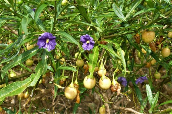 Solanum Laciniatum