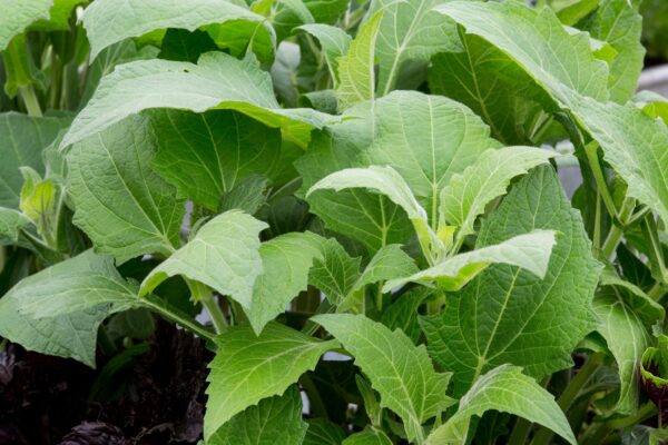 Smallanthus Sonchifolius