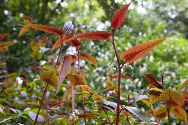 Persicaria Red Dragon