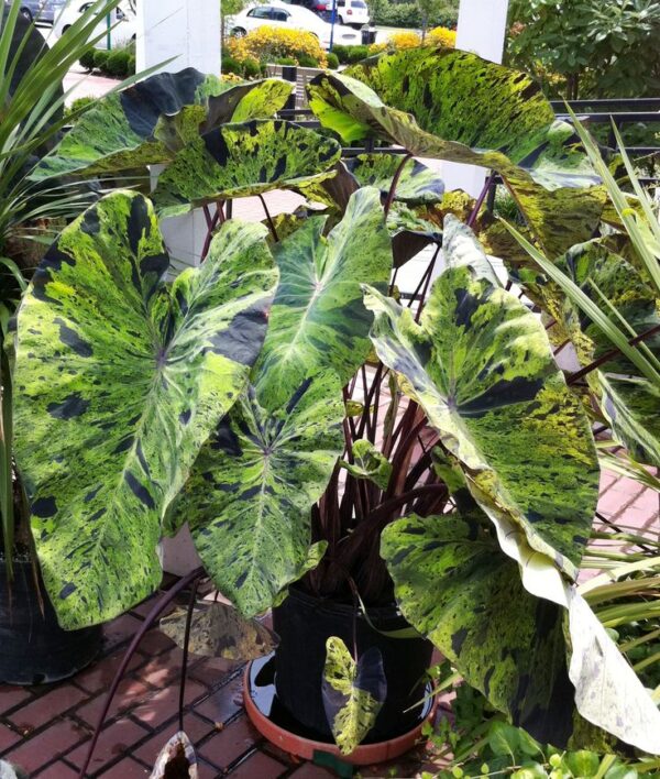 Colocasia Mojito