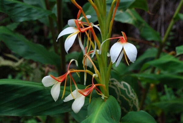 Hedychium Spicatum'Shirui Step