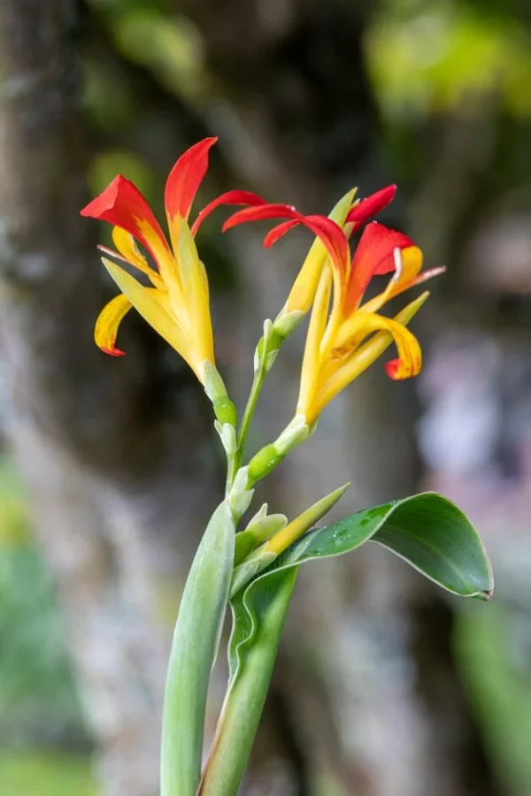 Canna Brasiliensis