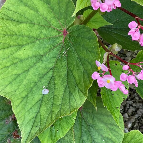 Begonia Torsa