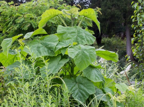 Paulownia Tomentosa