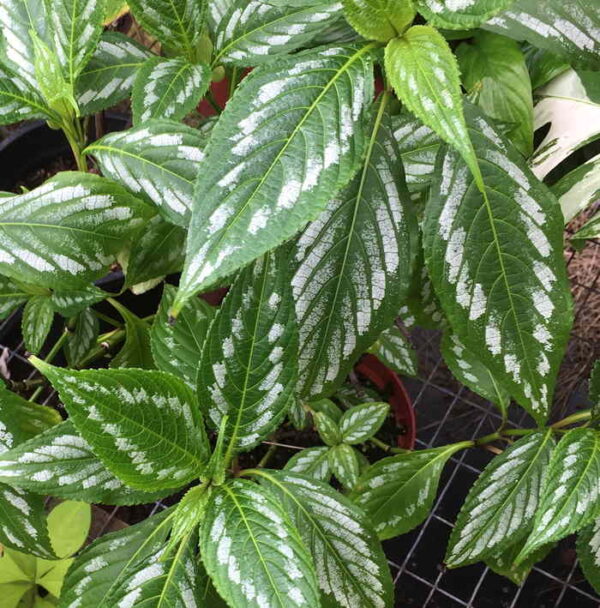 Strobilanthes Maculata