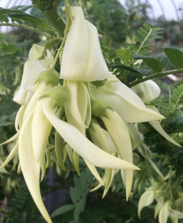 Clianthus Puniceus White Heron