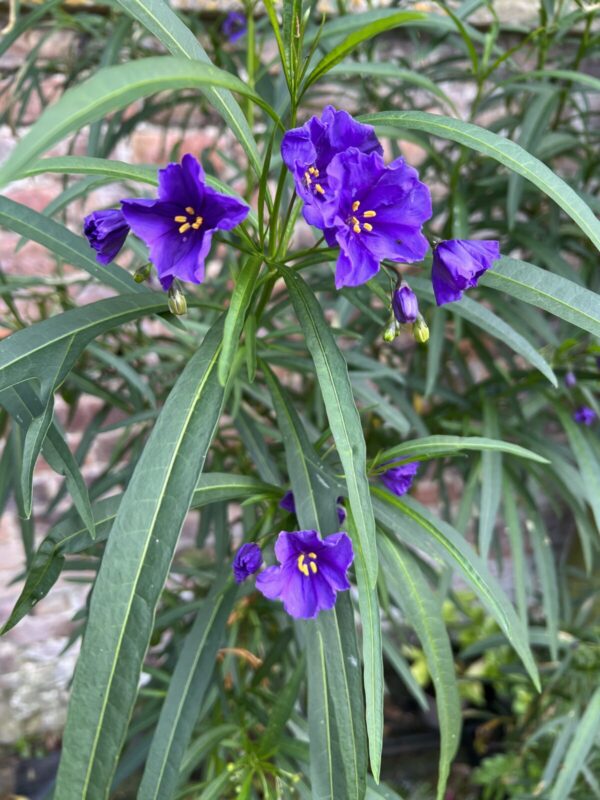 Solanum Linearis