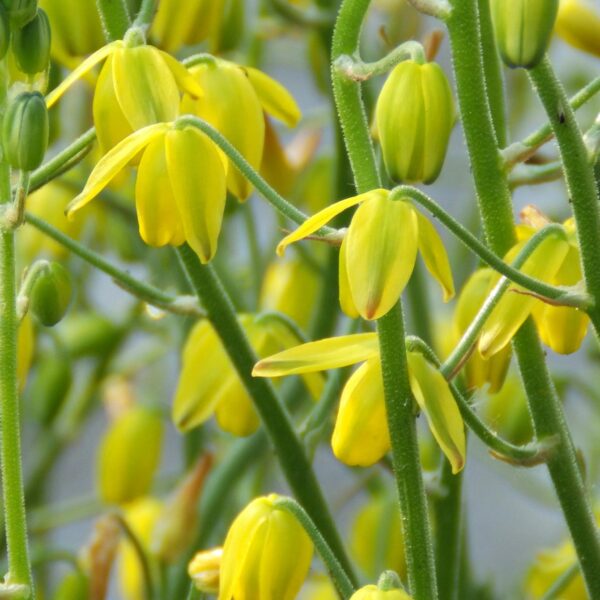 Albuca Shawii