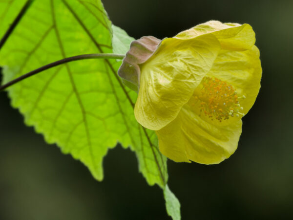 Abutilon 'Canary Bird'