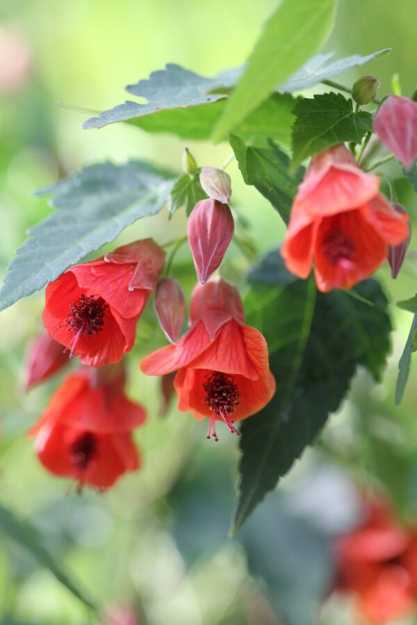 Abutilon 'Gerrdmans Red'