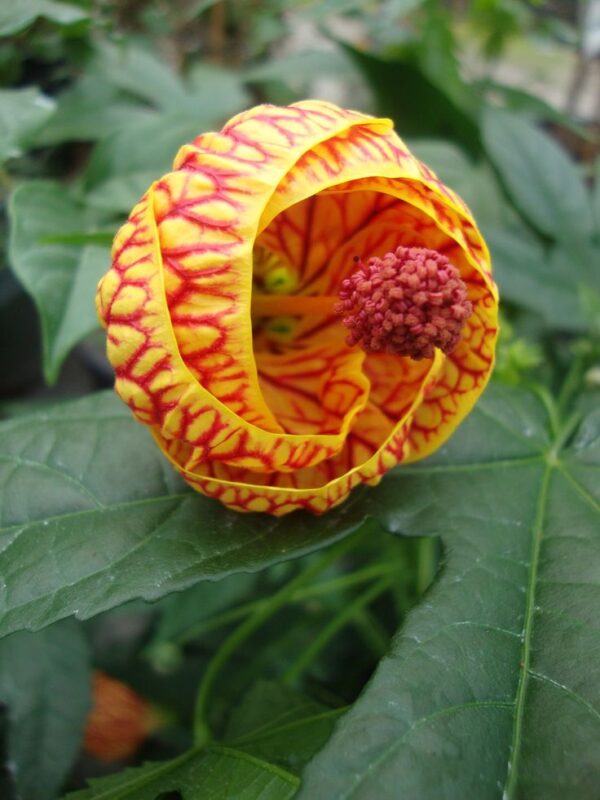 Abutilon 'Tiger Eye'