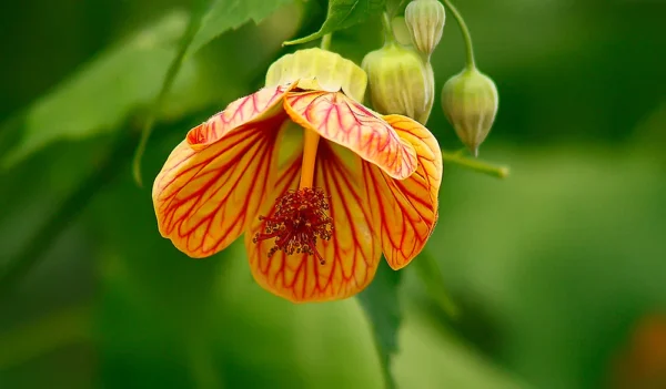 Abutilon Hybrid Mix