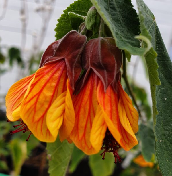 Abutilon Orange Hot Lava