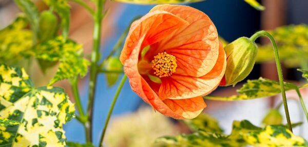 Abutilon Pictum Thompsonii