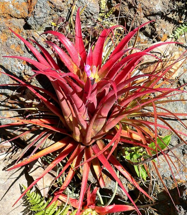 Aechmea Recuvarta Var Recuvarta