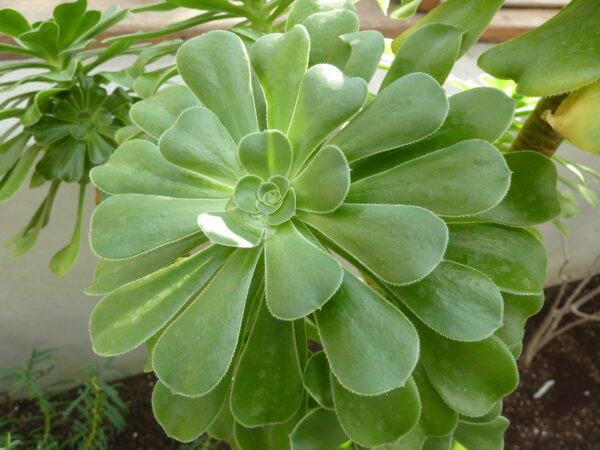 Aeonium Korneliuslemsii