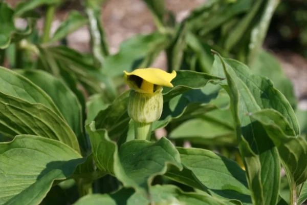 Arisaemea Flavum