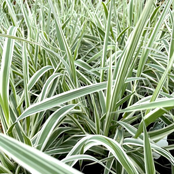 Arundo Donax Variegata