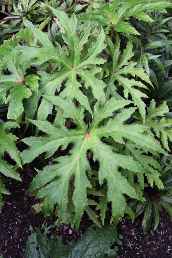 Begonia Koelzii