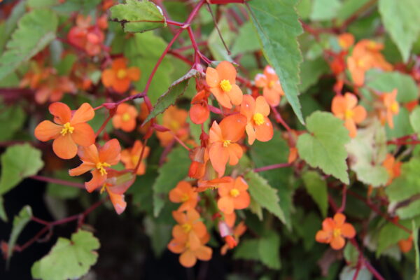 Begonia Sutherlandii