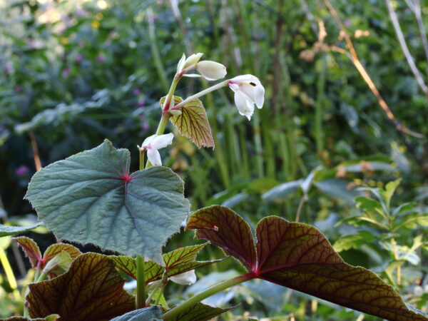 Begonia Grandis Claret Jug