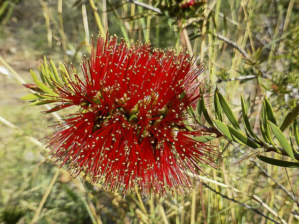 Callistemon Rugulosus