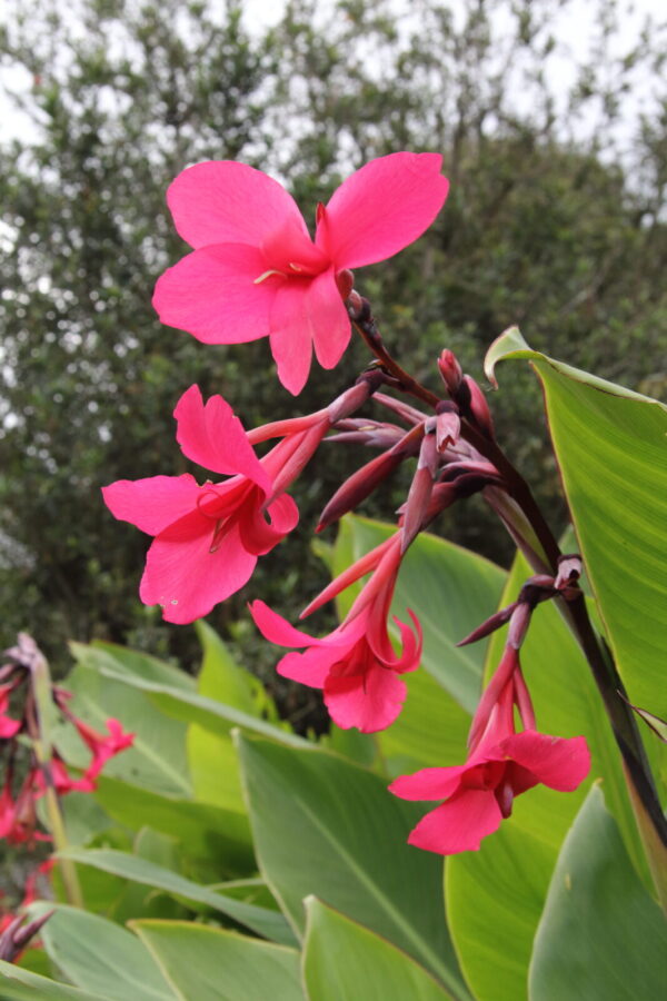 Canna Iridiflora X Ehemanii