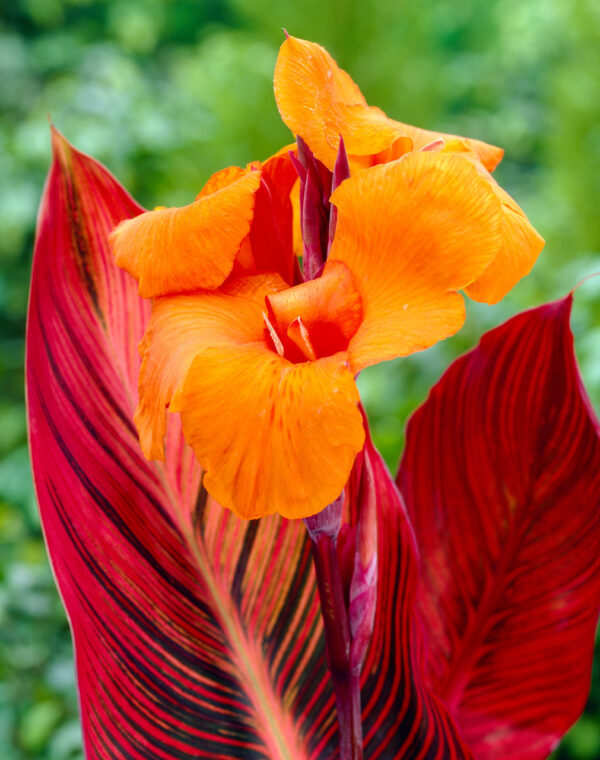 Canna Durban