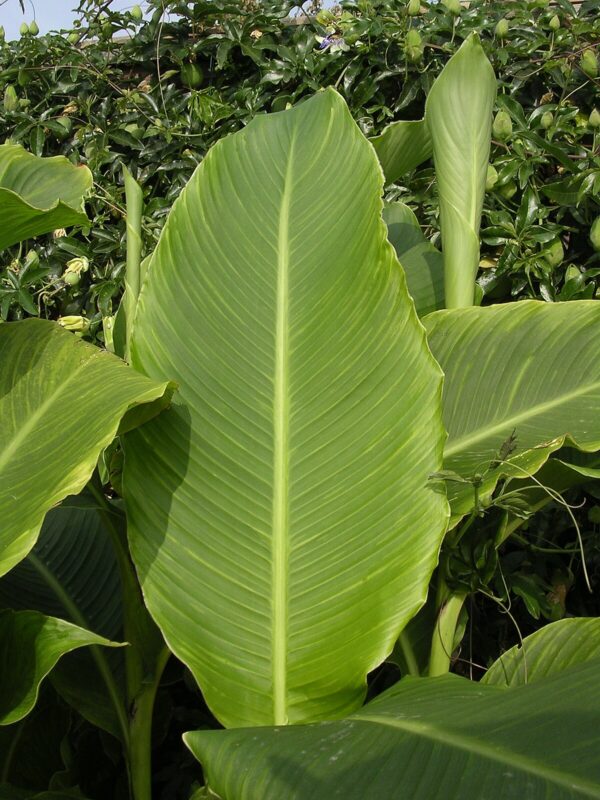 Canna Tuerckhemii