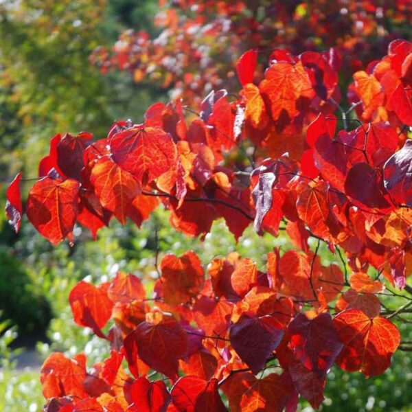 Cercis Canadensis Forest Pansy