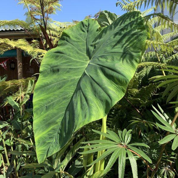 Colocasia Jacks Giant