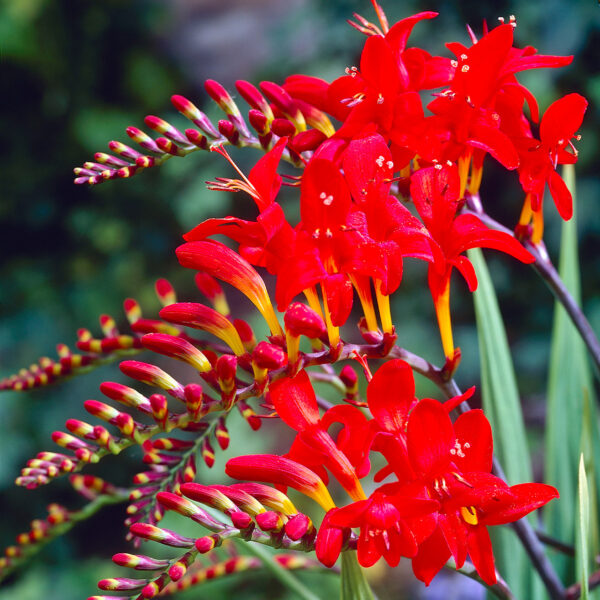 Crocosmia Red King