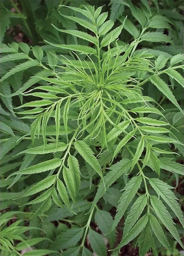 Datisca Cannabina