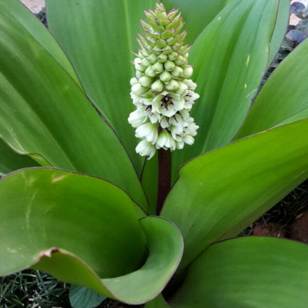 Eucomis Comosa