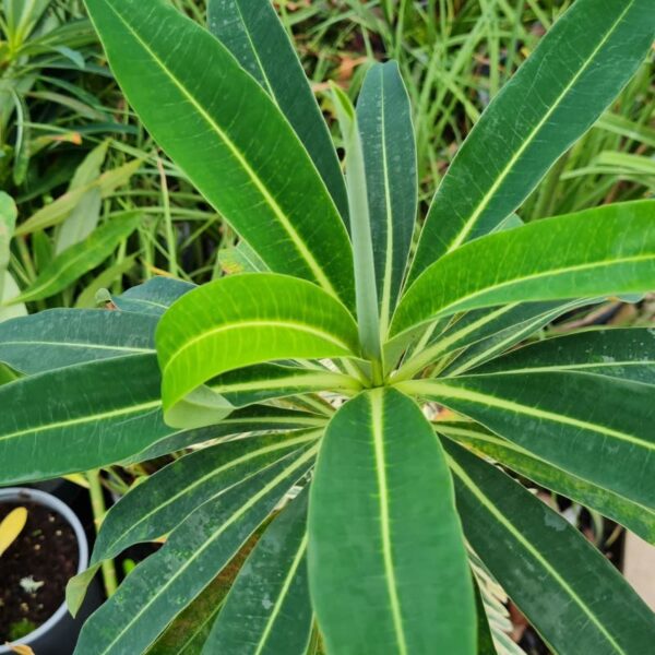 Euphorbia 'John Phillips'