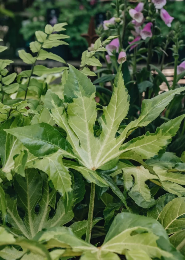 Fatsia Japonica Camoflauge