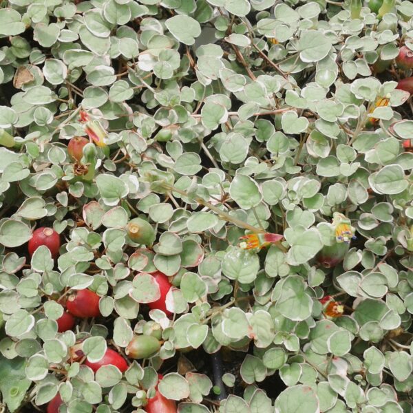 Fuschia Procumbens Variegata