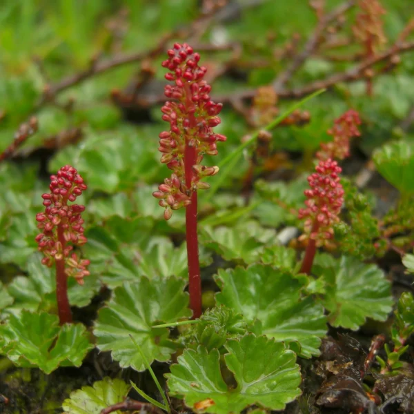 Gunnera Magellanica