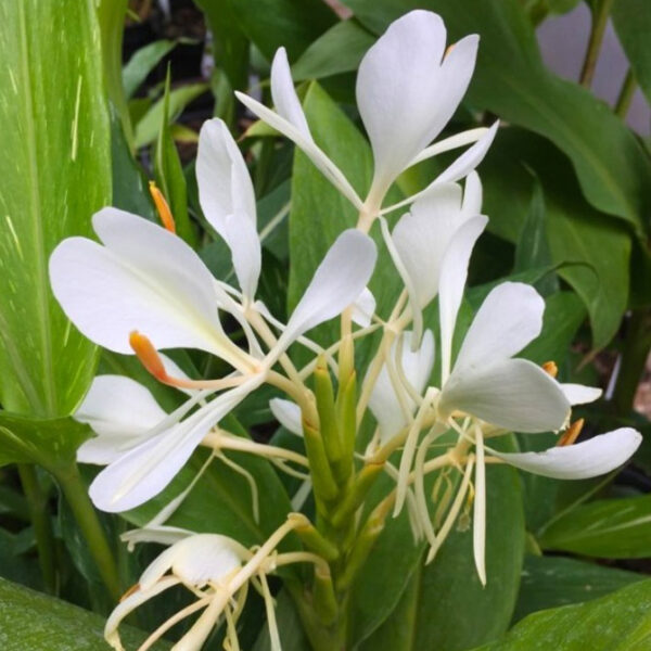 Hedychium 'Forestii